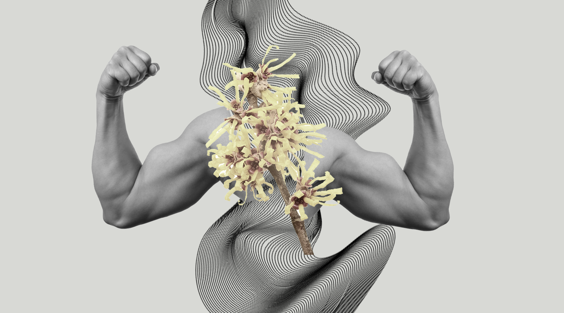 Hamamélis: Seu Aliado Natural para uma Pele Saudável